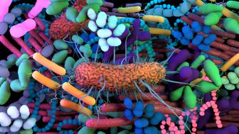 La salute riproduttiva passa dal microbiota